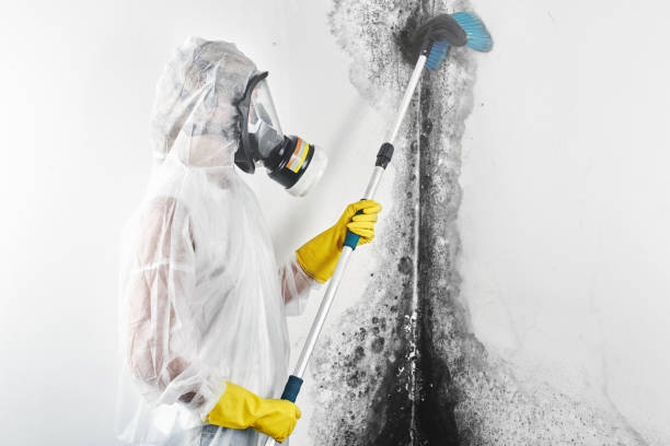 Best Real Estate Mold Inspection  in Gaylord, MI