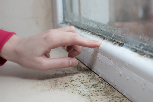 Forensic Mold Investigation in Gaylord, MI
